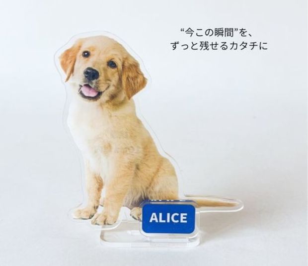 ��ȴ��������륹�����M (10cm)�������ޥ��å�